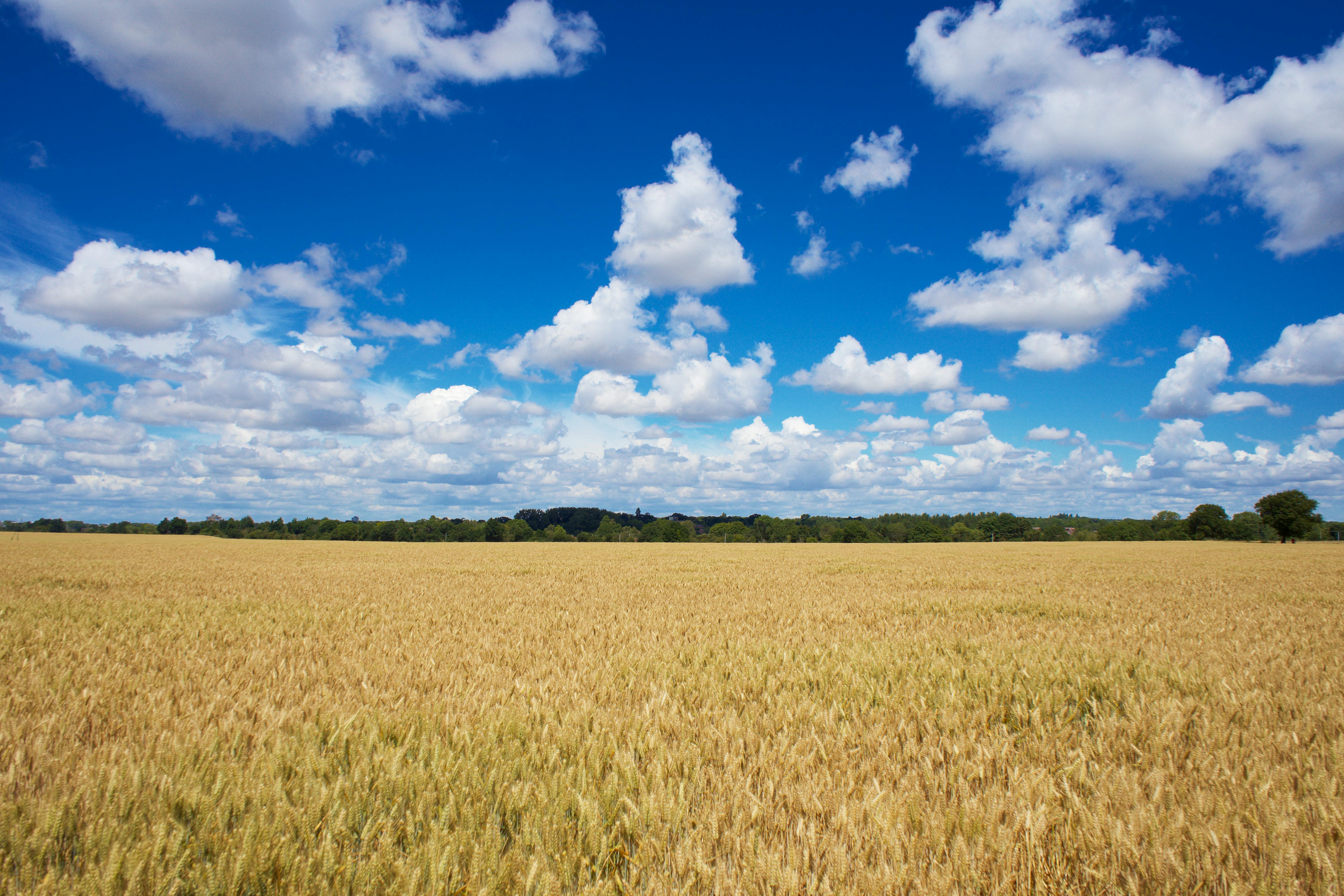 Tunstall Farm Fields